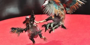 Hướng Dẫn Cách Chơi Đá Gà Sabong Tại F168 Bất Bại 2025