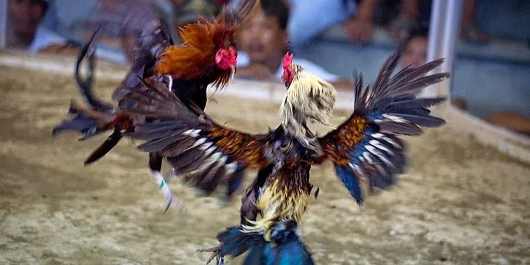 Hướng Dẫn Cách Chơi Đá Gà Sabong Tại F168 Bất Bại 2025 2 Hướng Dẫn Cách Chơi Đá Gà Sabong Tại F168 Bất Bại 2025