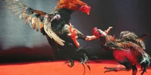 Trở Thành Cao Thủ Với Cách Chơi Đá Gà WS168 Tại F168